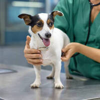 24 Hour Vet Singapore