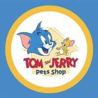 Cute Pomeranian Puppies in Dubai at Tom & Jerry Pet Shop UAE