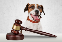 dog bite attorney