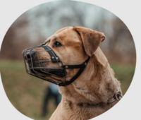 dog bite attorney
