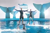 Dolphin Show Pattaya